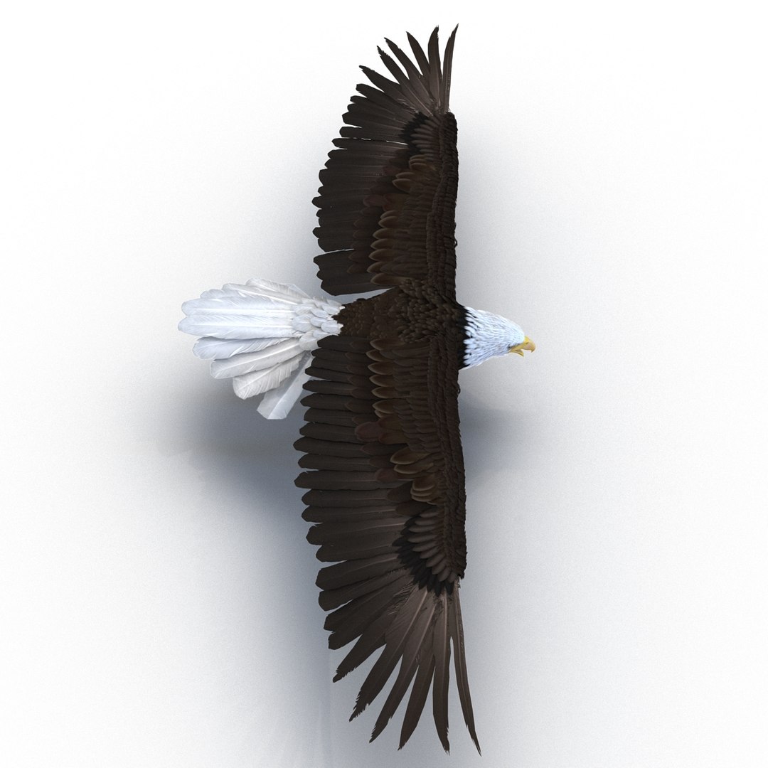 max bald eagle https://p.turbosquid.com/ts-thumb/i4/1sxuA9/cXJ1u5YN/baldeagle3dmodel06/jpg/1446811464/1920x1080/fit_q87/2d774a54a14747cf1a1bbbe4bdad6f6be5d73e7b/baldeagle3dmodel06.jpg