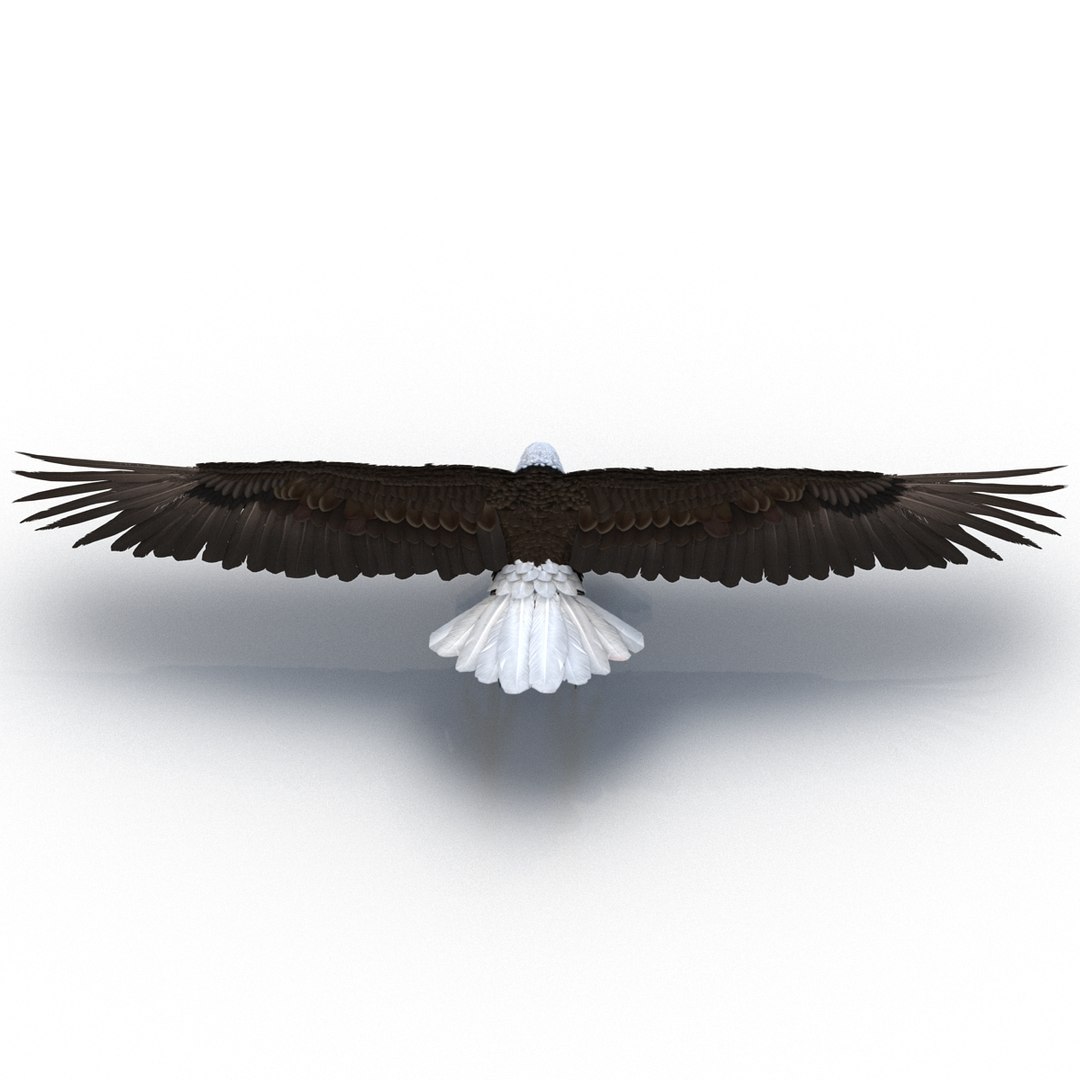 max bald eagle https://p.turbosquid.com/ts-thumb/i4/1sxuA9/ldQV8PKt/baldeagle3dmodel07/jpg/1446811464/1920x1080/fit_q87/66803739fa1dde8b49281ef071d862c11c84e7bc/baldeagle3dmodel07.jpg
