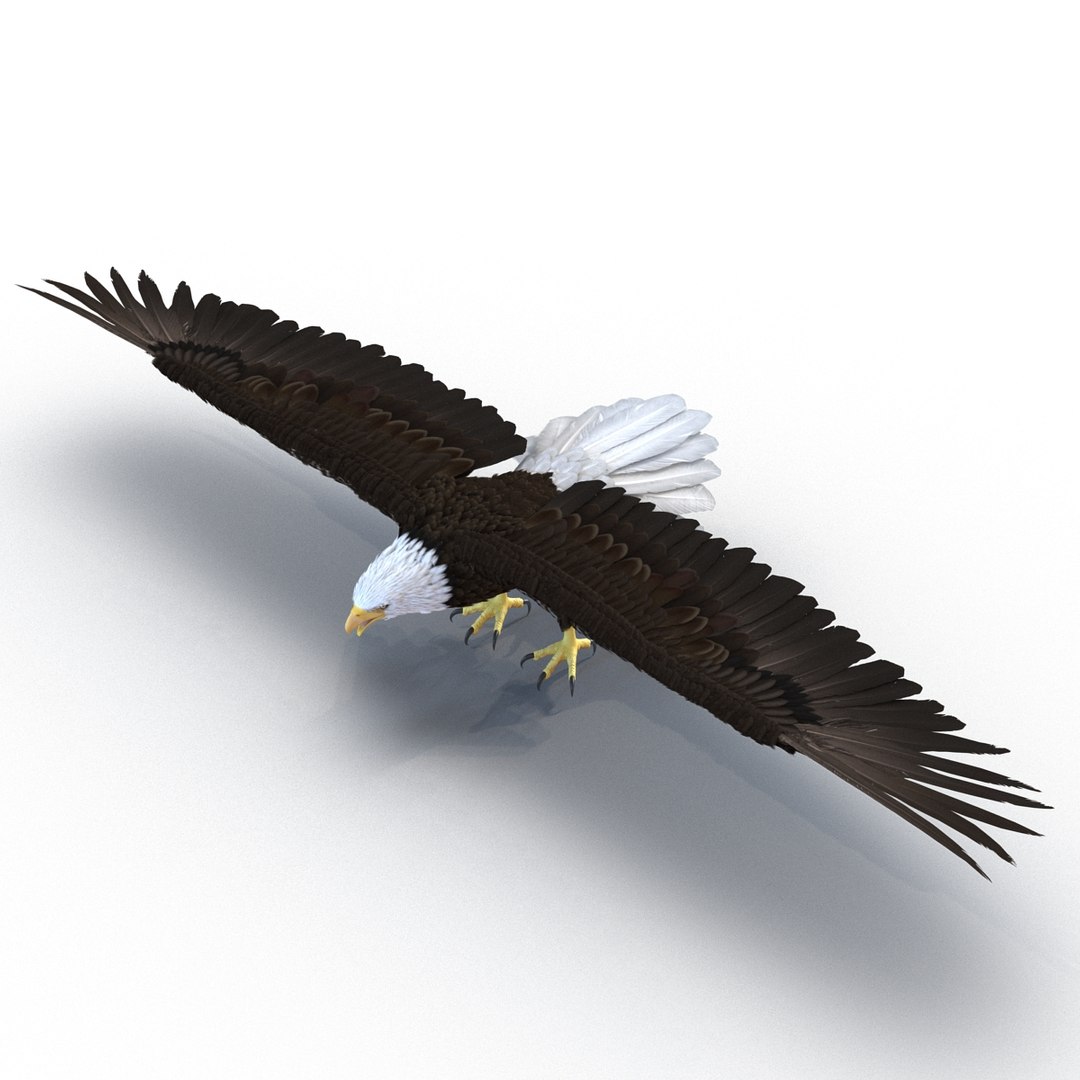 max bald eagle https://p.turbosquid.com/ts-thumb/i4/1sxuA9/mPKOnGPL/baldeagle3dmodel02/jpg/1446811464/1920x1080/fit_q87/d6fb4b814460773b76148c153d7f2f63833e3a21/baldeagle3dmodel02.jpg