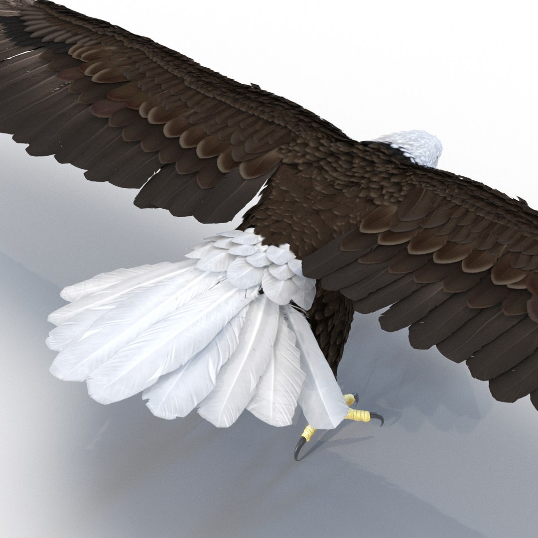 max bald eagle https://p.turbosquid.com/ts-thumb/i4/1sxuA9/odoPSXOI/baldeagle3dmodel11/jpg/1446811465/1920x1080/fit_q87/fb0403b36bb3f755e02cca51e9b0959e46023932/baldeagle3dmodel11.jpg