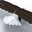 Águila calva