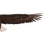 Águila calva