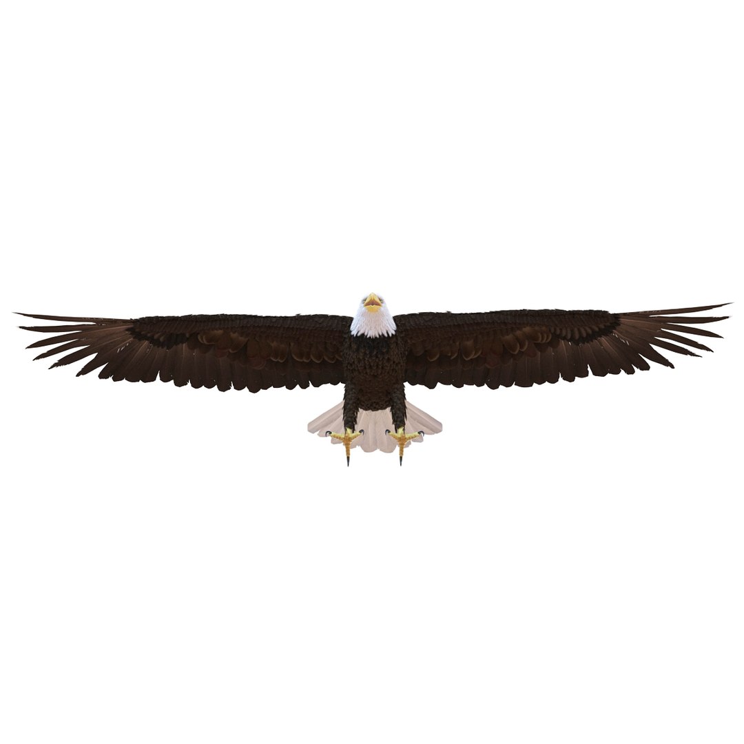 max bald eagle https://p.turbosquid.com/ts-thumb/i4/1sxuA9/t0gcckaX/baldeagle3dmodel08/jpg/1446811465/1920x1080/fit_q87/ca6ece007dc4ca9f41f455fe10613689de8db9f6/baldeagle3dmodel08.jpg