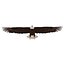 Águila calva