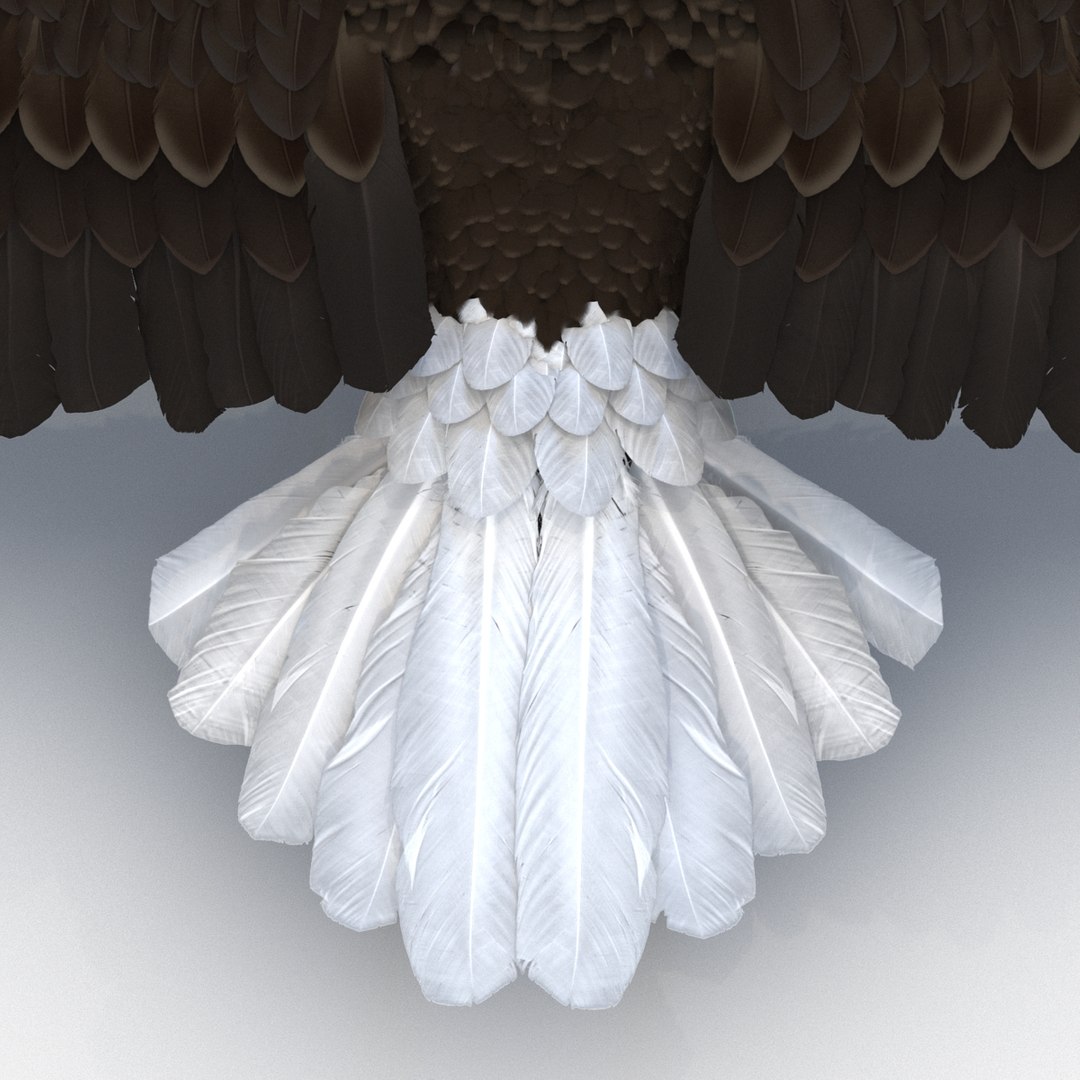 max bald eagle https://p.turbosquid.com/ts-thumb/i4/1sxuA9/uCPdZTXB/baldeagle3dmodel18/jpg/1446811465/1920x1080/fit_q87/6c37057d3bf00406a6af7c462b01a4c4c9971d52/baldeagle3dmodel18.jpg