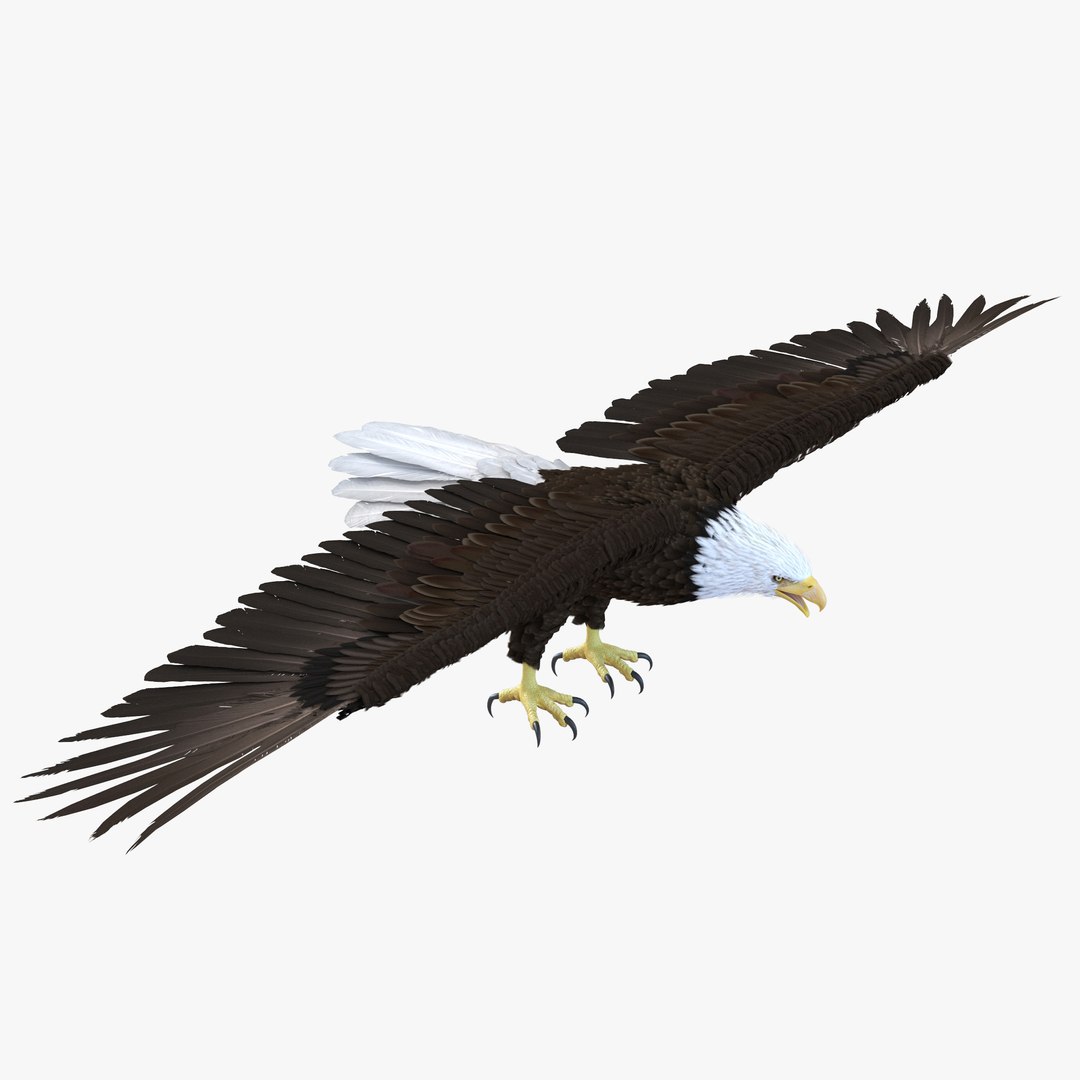 Bald Eagle 3D model preview