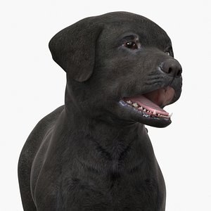 3D model Labrador Retriever Puppy Black Rigged