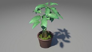 Bonsai Tree