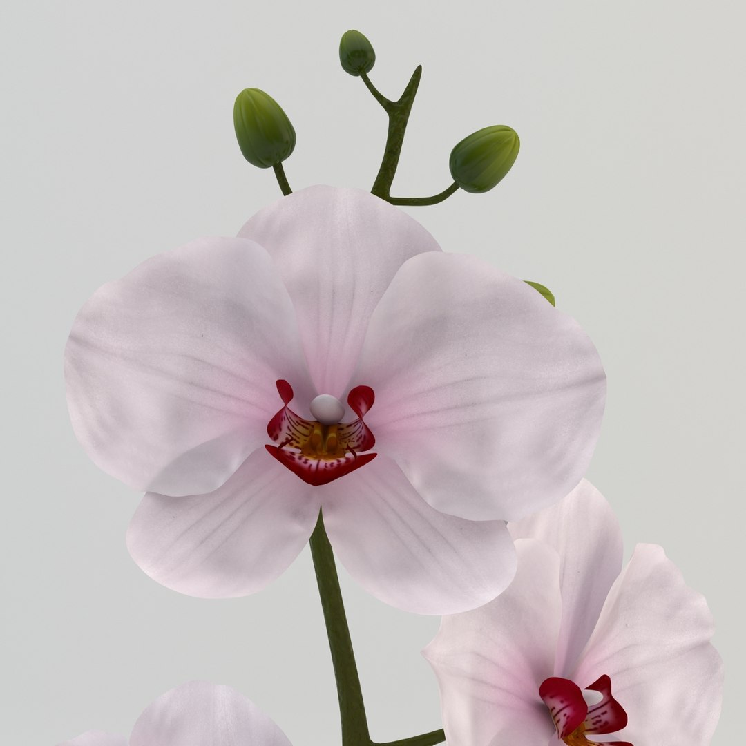 max orchid flowers https://p.turbosquid.com/ts-thumb/i4/7McSvc/Azgh8AGE/orchid_008/jpg/1389984889/1920x1080/fit_q87/d328f38f585faa5fe46e4cd8de0a423355bb4282/orchid_008.jpg