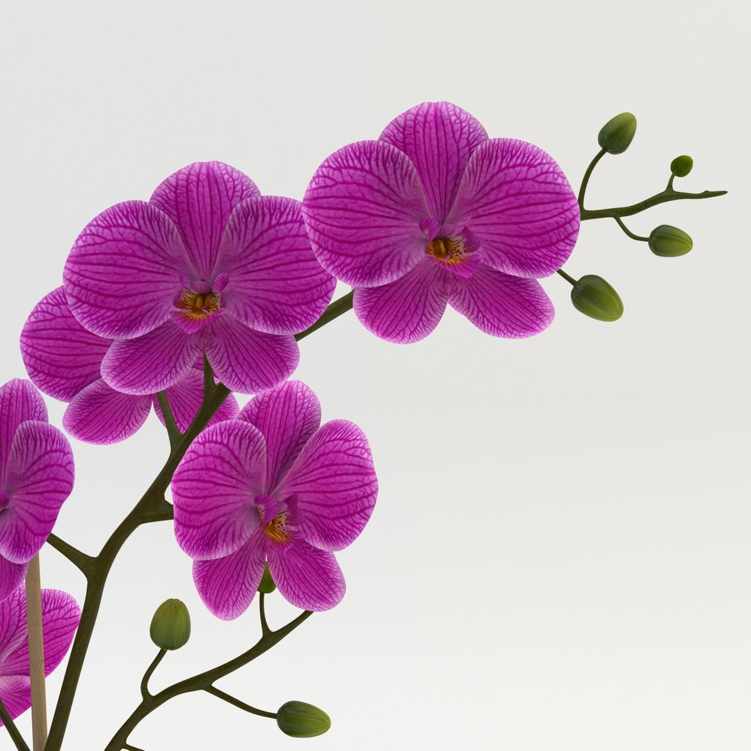 max orchid flowers https://p.turbosquid.com/ts-thumb/i4/7McSvc/Eqq6zlaJ/orchid_violet_006/jpg/1389984848/1920x1080/fit_q87/95798a7d5dbf68dfaf3f70865318603272b1bc86/orchid_violet_006.jpg