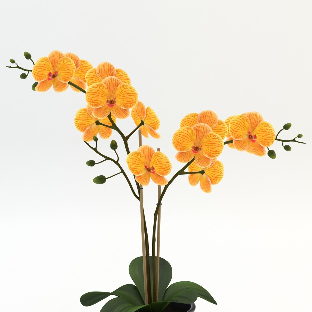 max orchid flowers https://p.turbosquid.com/ts-thumb/i4/7McSvc/YGp7Xrlh/orchid_yellow_005/jpg/1389984882/1920x1080/fit_q87/5c838eb2f93d62d3d689fc2ff121be687ae37ce7/orchid_yellow_005.jpg