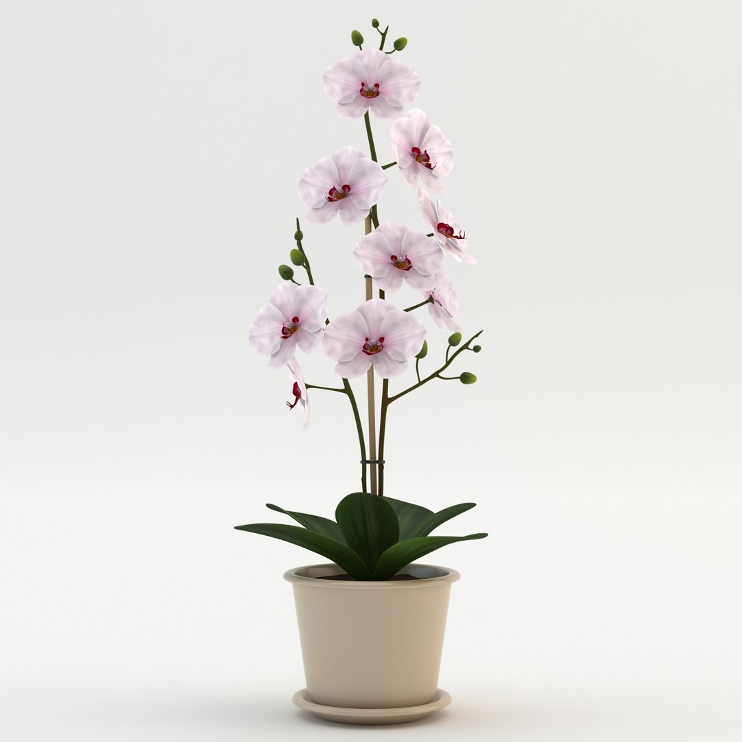 max orchid flowers https://p.turbosquid.com/ts-thumb/i4/7McSvc/l1HSTQMI/orchid_002/jpg/1389984833/1920x1080/fit_q87/d2e2396dd65e75df48df6366c0dd59f4fe46c02b/orchid_002.jpg