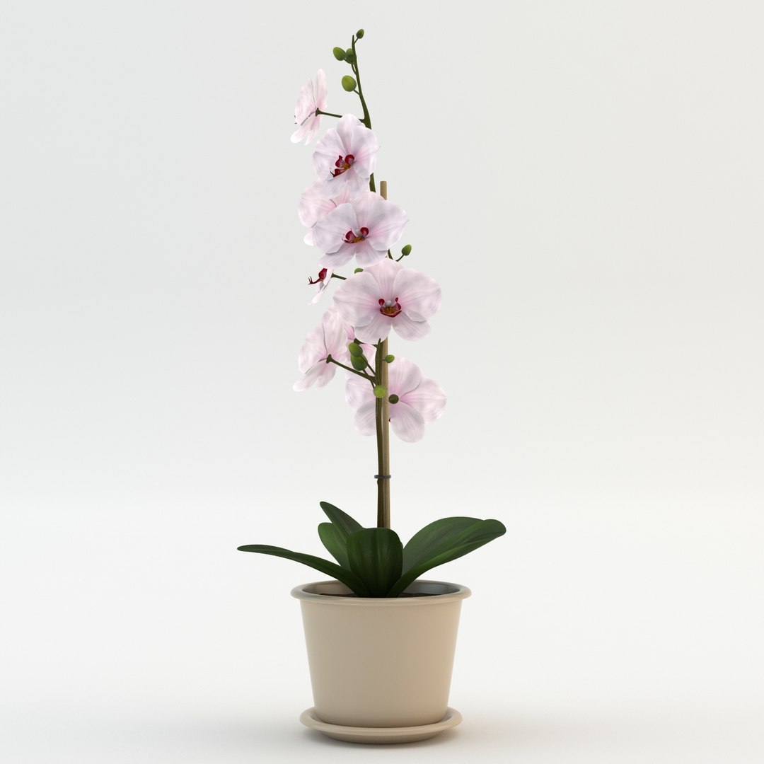 max orchid flowers https://p.turbosquid.com/ts-thumb/i4/7McSvc/yssMPSkZ/orchid_003/jpg/1389984840/1920x1080/fit_q87/076ad13dcd72565ae82c24c727ec526581eab9ae/orchid_003.jpg
