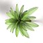 3d model palm tree