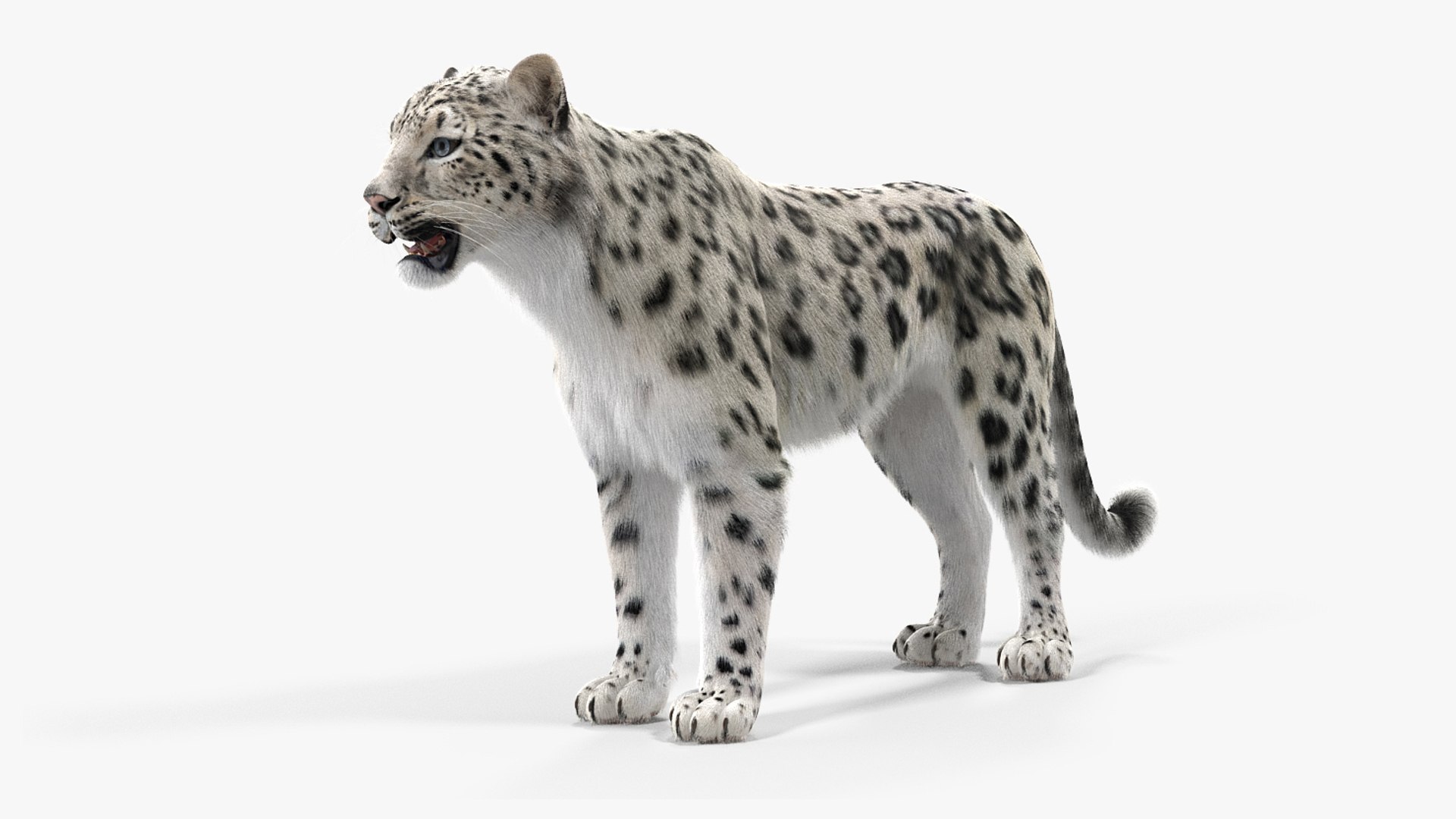 3D model Snow Leopard with Detailed Fur https://p.turbosquid.com/ts-thumb/i4/RVFl3Q/Fz/snow_leopard_with_detailed_fur_010/jpg/1743027480/1920x1080/fit_q87/f22aa58322b3cf7be36cda9ded9511da330a8896/snow_leopard_with_detailed_fur_010.jpg