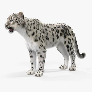 3D model Snow Leopard with Detailed Fur