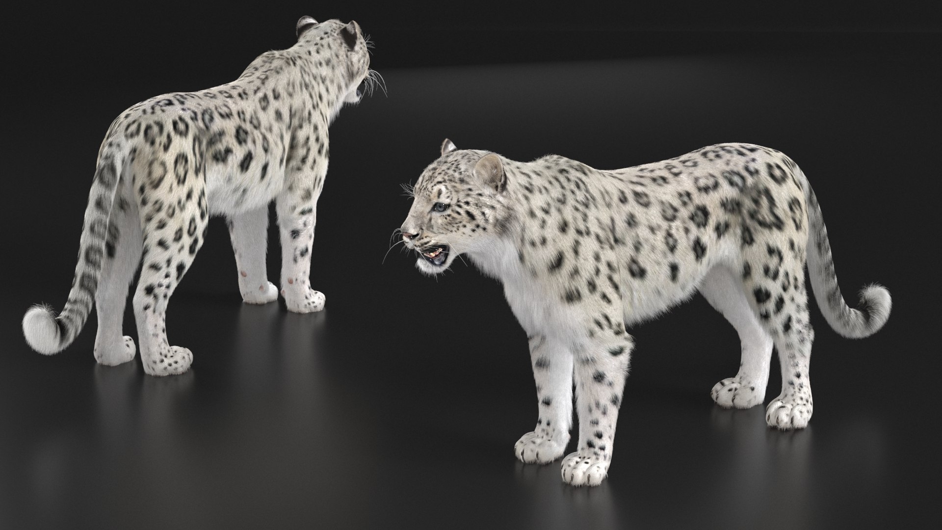 3D model Snow Leopard with Detailed Fur https://p.turbosquid.com/ts-thumb/i4/RVFl3Q/s9/snow_leopard_with_detailed_fur_006/jpg/1743027465/1920x1080/fit_q87/4da3a9ac8d8891d5227995ac16b5c795c57bce29/snow_leopard_with_detailed_fur_006.jpg