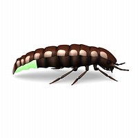 glow worm
