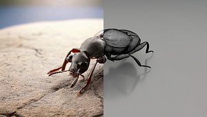 Ultimate realistic 60 insects pack