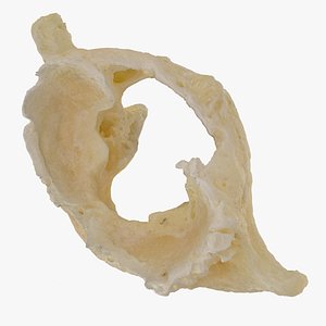 Pavian Monkey Male Cervical Vertebrae C1 Atlas RAW Scan model