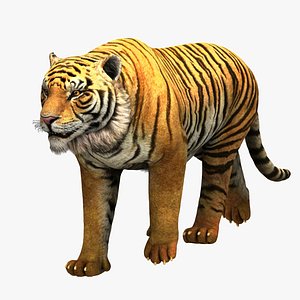 Tigre de Bengala ANIMADO XGEN Modelo 3D - TurboSquid 1643030