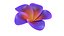 3D Realistic Plumeria 3D Model - High-Quality 4K PBR Asset