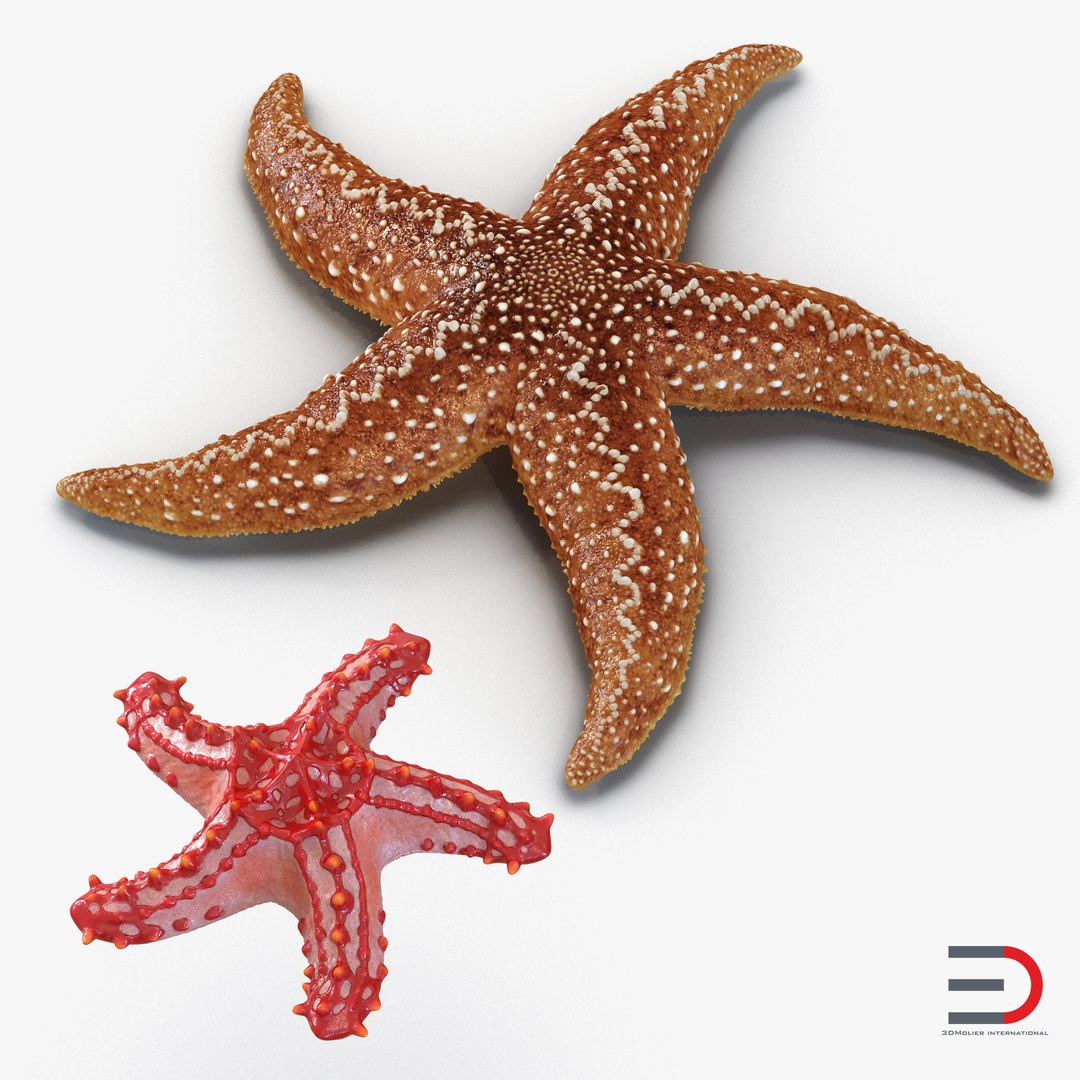 Rigged Starfishes 3D Models Collection 3D model preview