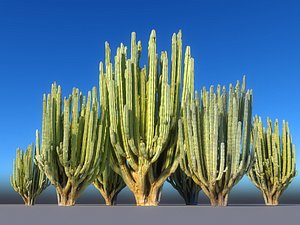 San Pedro Cactus Tree model
