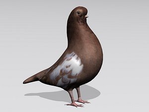 3d 3ds pigeon