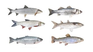 Fish Collection 3D