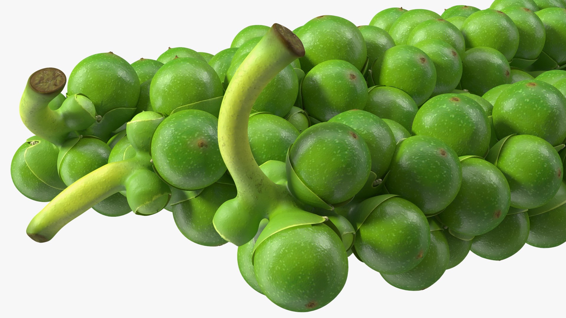 Fresh Peppers Collection 4 model https://p.turbosquid.com/ts-thumb/i5/MdTrFb/pf/freshpepperscollection43dsmodel047/jpg/1682543753/1920x1080/fit_q87/75c68322e5081cab72d9a8346553c7defa5dfd6e/freshpepperscollection43dsmodel047.jpg