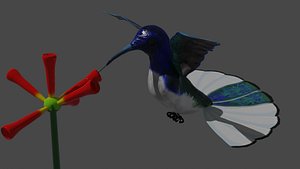 Hummingbird Anim FlyFlower Beija Flor 3D model