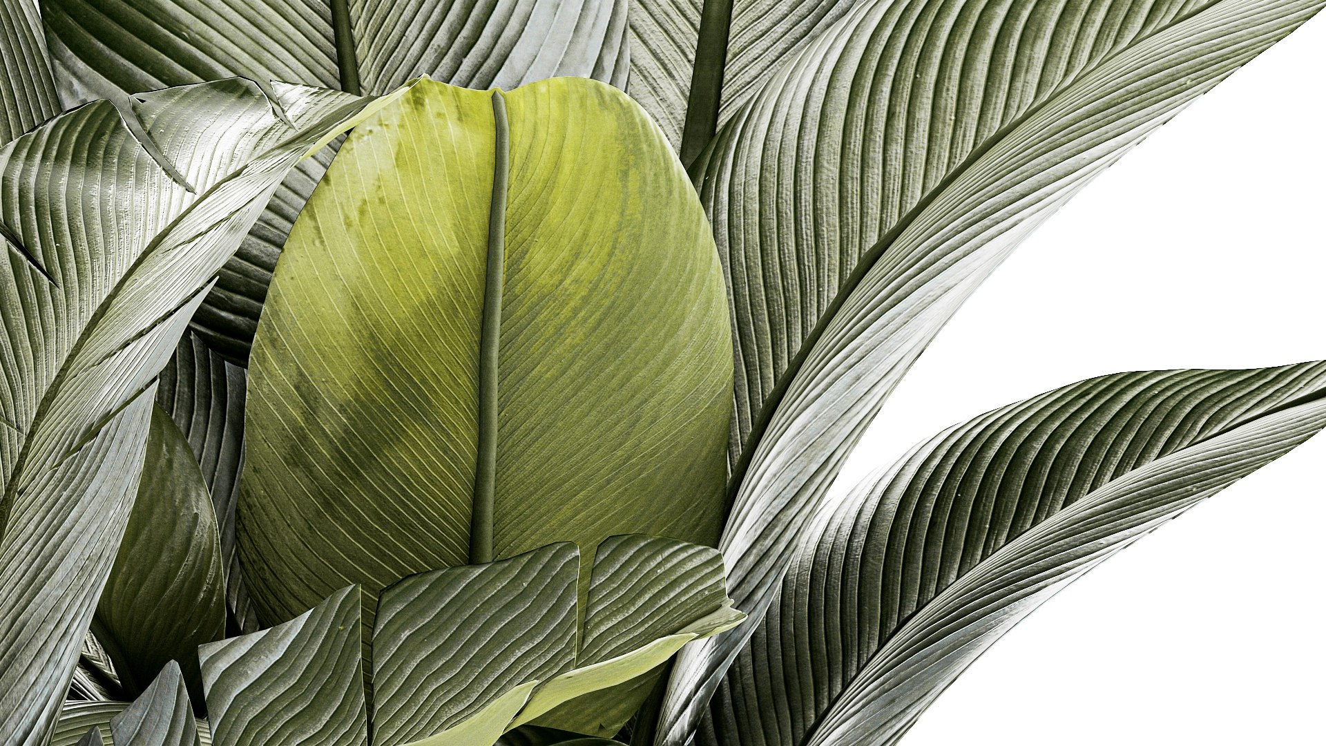 PLANTS set 06112023 3D MAX 2015 3D model https://p.turbosquid.com/ts-thumb/i5/aVdBSQ/3E/1plantsset0611202308/jpg/1699351967/1920x1080/fit_q87/fd7e80d2e37758f2dc97c0eba4d2d66f34e97a76/1plantsset0611202308.jpg