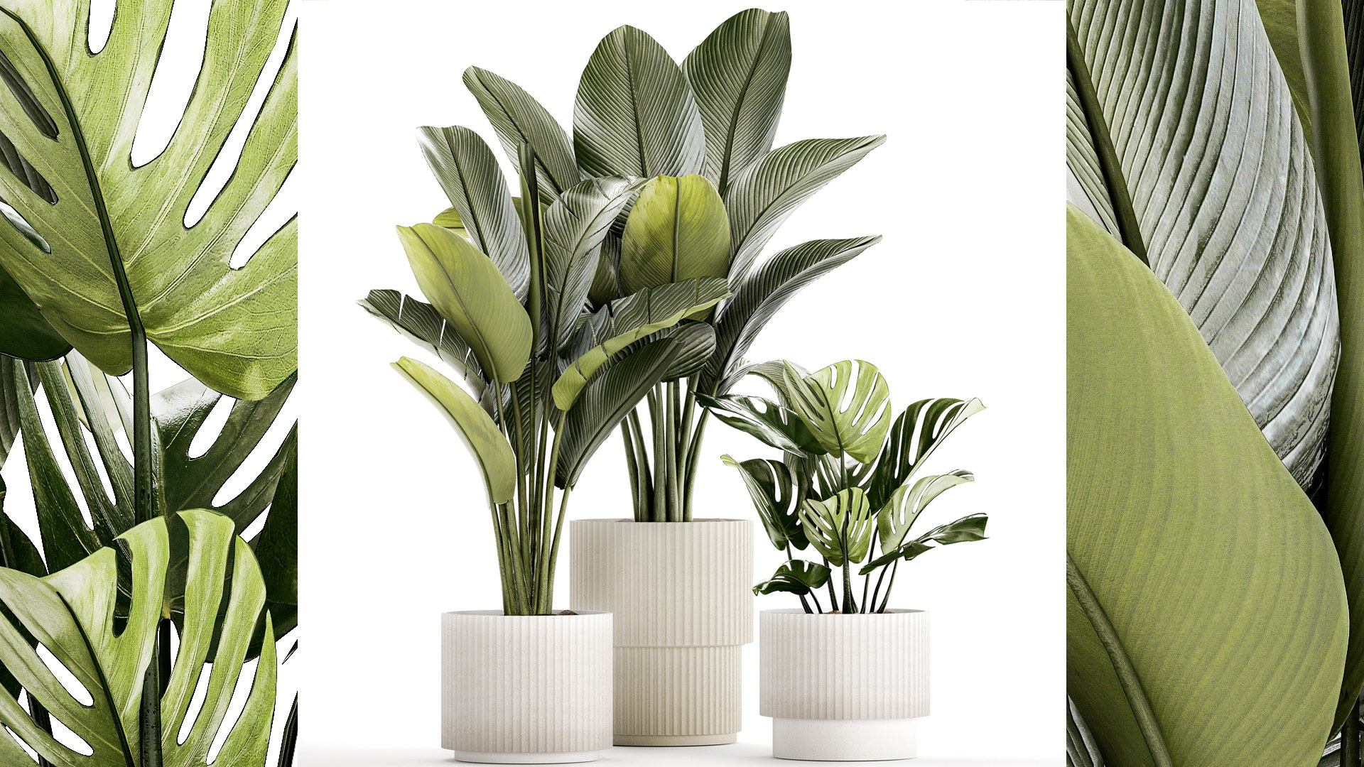 PLANTS set 06112023 3D MAX 2015 3D model https://p.turbosquid.com/ts-thumb/i5/aVdBSQ/VP/1plantsset0611202302/jpg/1699351964/1920x1080/fit_q87/176128cc1b81adb72170cbed7dfda00be378a955/1plantsset0611202302.jpg