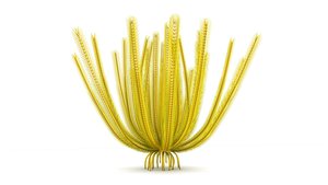 crinoids feather stars ma
