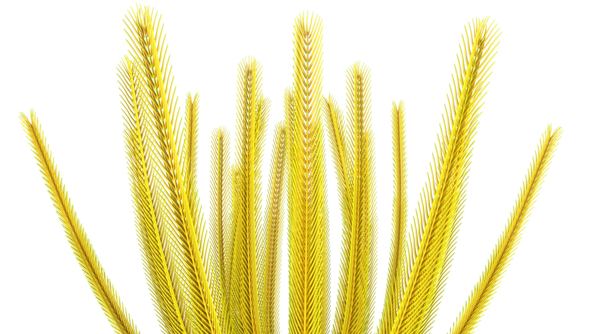 crinoids feather stars ma