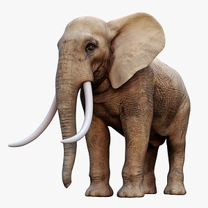 3D african elephant rigged model