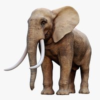 Elephant Rigged