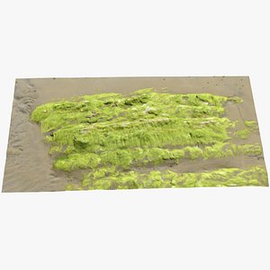 Seaweed Rock 02