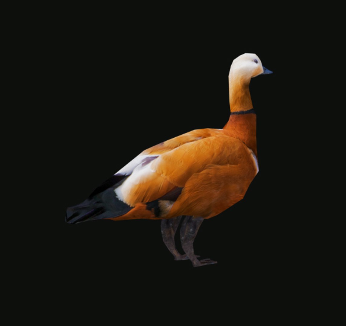 duck 3d 3ds https://p.turbosquid.com/ts-thumb/i6/agm6JL/KWxpxCyD/07/jpg/1485680529/1920x1080/fit_q87/b1b7de948490d500b553c54c43d0f3328b72ed64/07.jpg