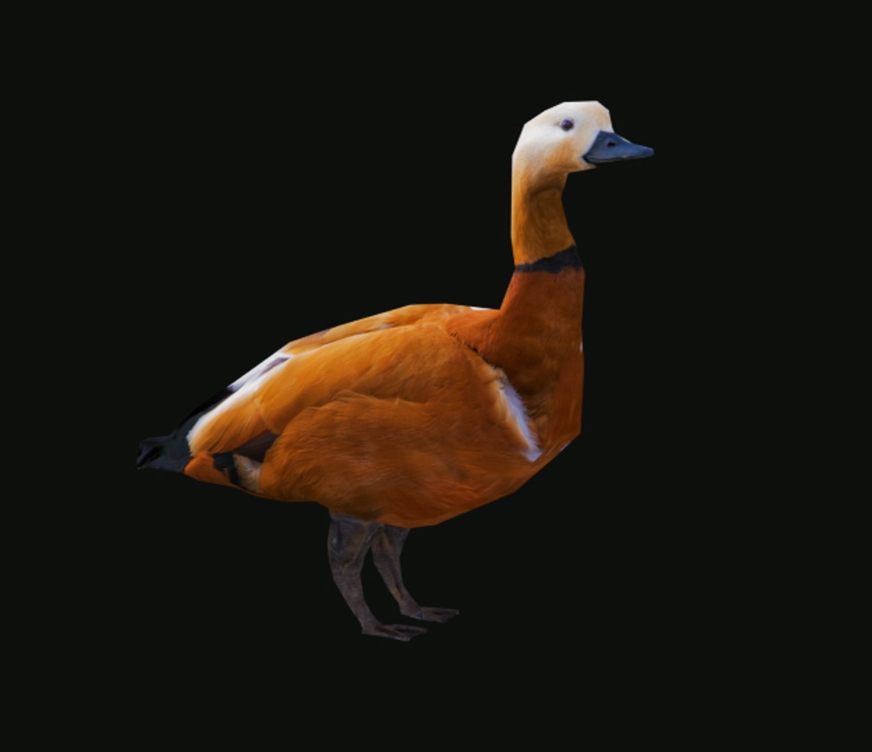 duck 3d 3ds https://p.turbosquid.com/ts-thumb/i6/agm6JL/o1kbAI2k/06/jpg/1485680529/1920x1080/fit_q87/7222d28421d241c575db066f5a836e63c124dea7/06.jpg