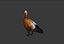 Duck 3d model