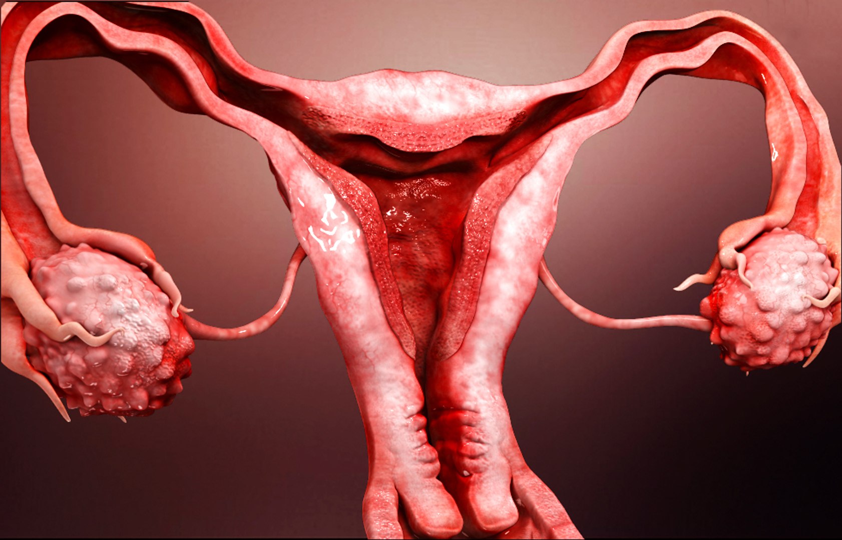 Репродуктивная женская половая система. Женские репродуктивные органы. Репродуктивные органы человека. Репродуктивные органы женщины фото. Женская репродуктивная система фото.