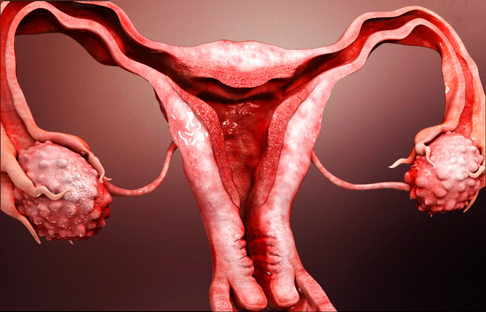 Репродуктивные органы человека