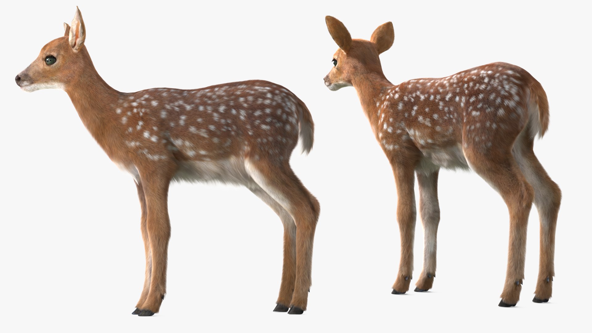 White-Tailed Fawn Deer Fur for Maya model https://p.turbosquid.com/ts-thumb/i6/tTKvoj/Bs/whitetailed_fawn_deer_fur_007/jpg/1749604098/1920x1080/fit_q87/759788ed55b05f5490992d7b4c4a28826465ee48/whitetailed_fawn_deer_fur_007.jpg
