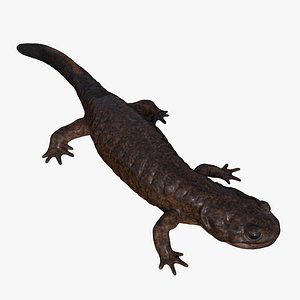 Tsushima Salamander 3D model