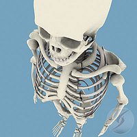 Skeleton