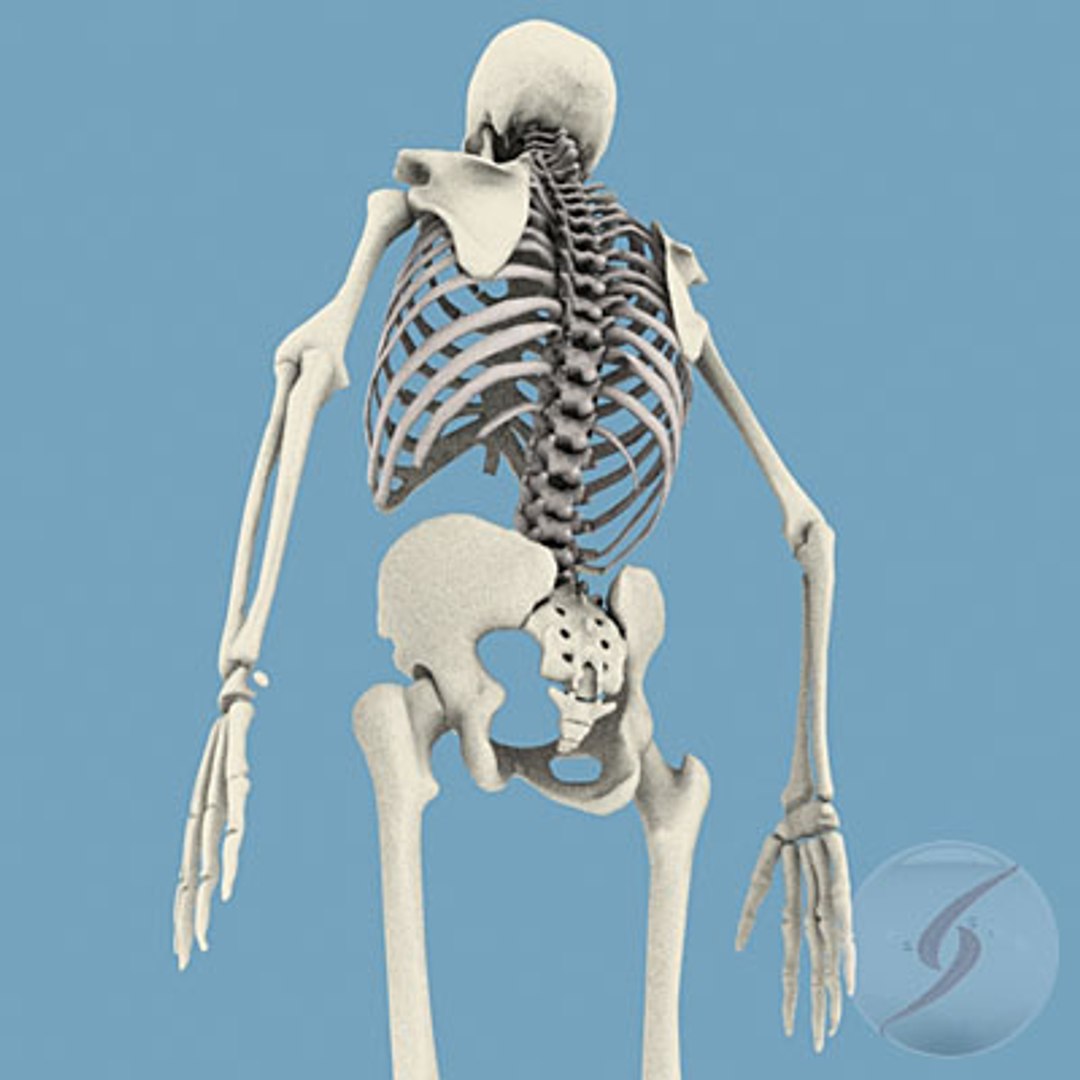 Esqueleto Human Skeleton 3d 3ds