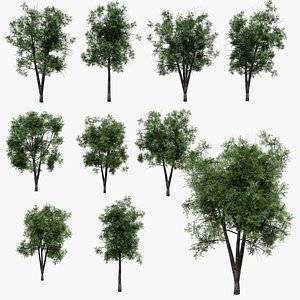 3D Realistic Animated Tree Pack Blender 3 model