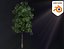 3D Realistic Animated Tree Pack Blender 3 model
